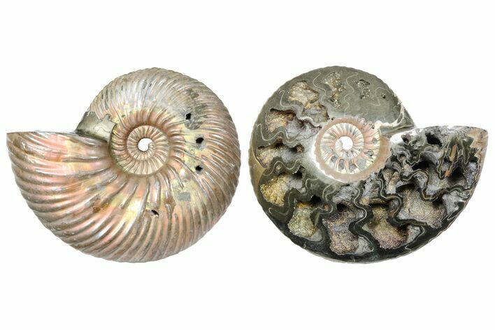 One Side Polished, Pyritized Fossil, Ammonite - Russia #174983